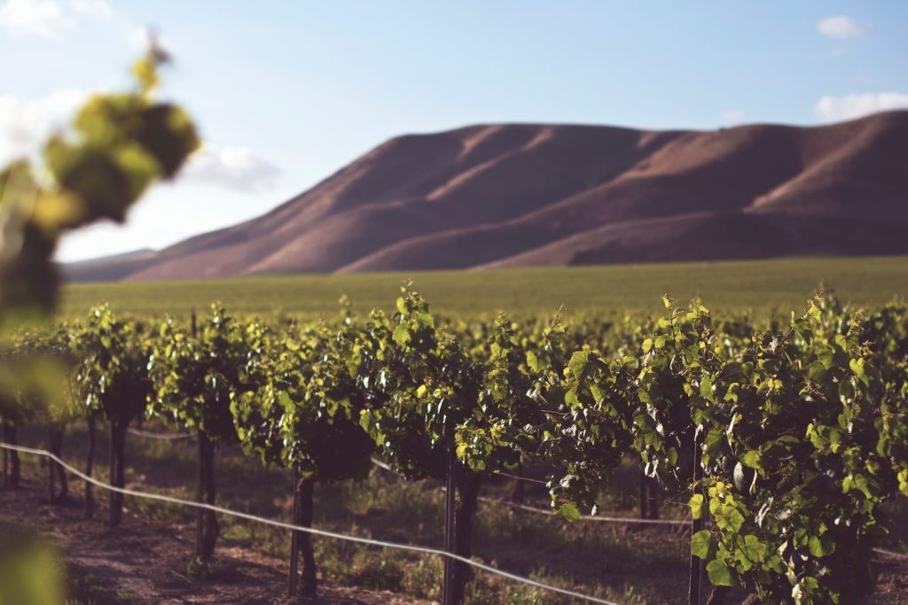 shallow focus photography of vineyard