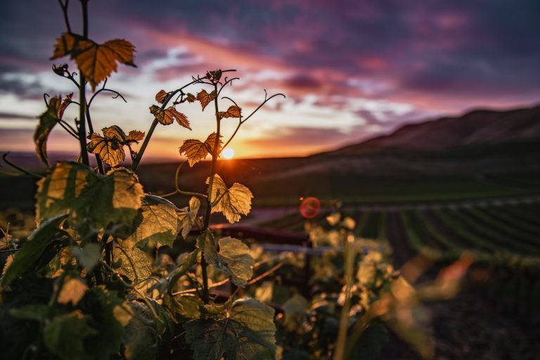 How to Plan, Pack, and Enjoy Your First Wine  Trip on a Budget
