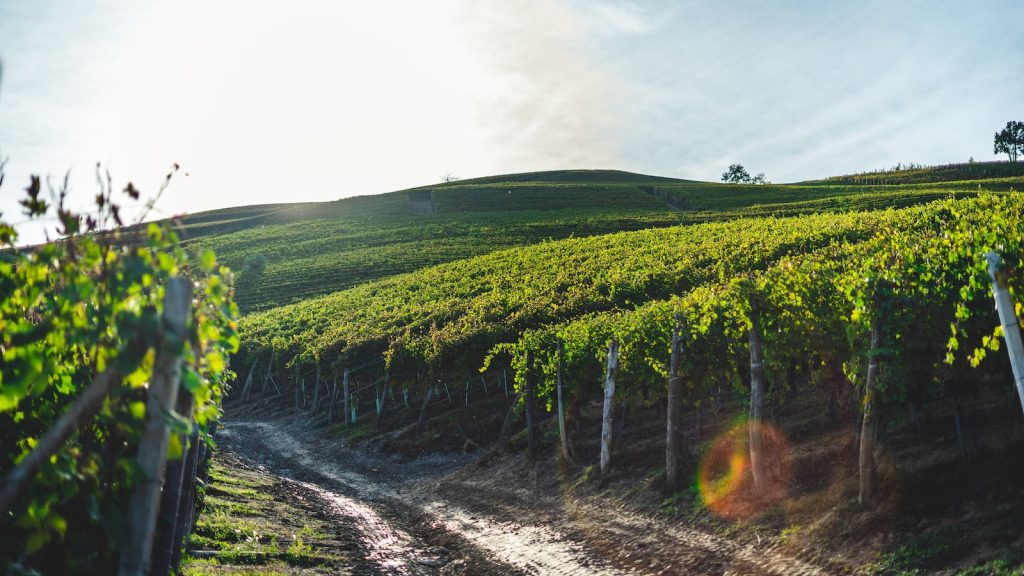 lush vineyard ..the first step in the winemaking process