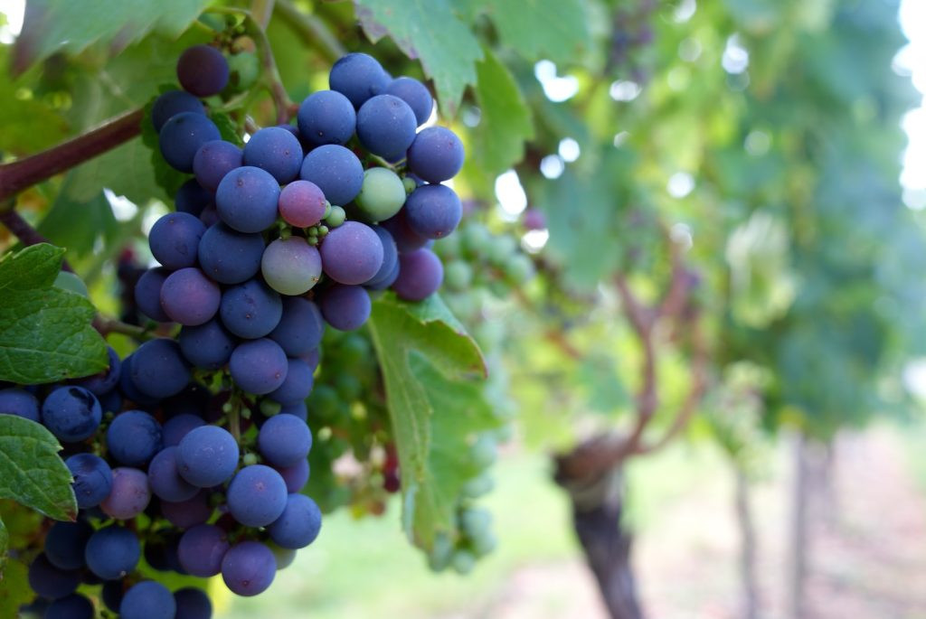 bordeaux purple grapes fruit on vine
