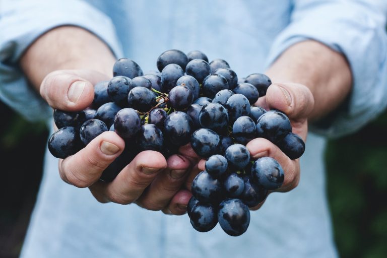 Top 10 Wine Regions Around the World for Wine Lovers