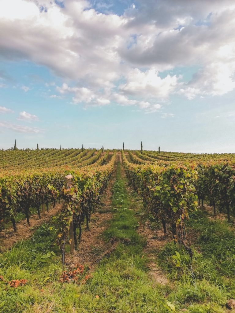 green grass field under blue sky during daytime bordeaux vineyard