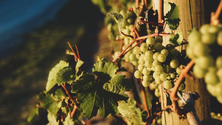 The Marlborough, New Zealand Wine Region: A Complete Guide