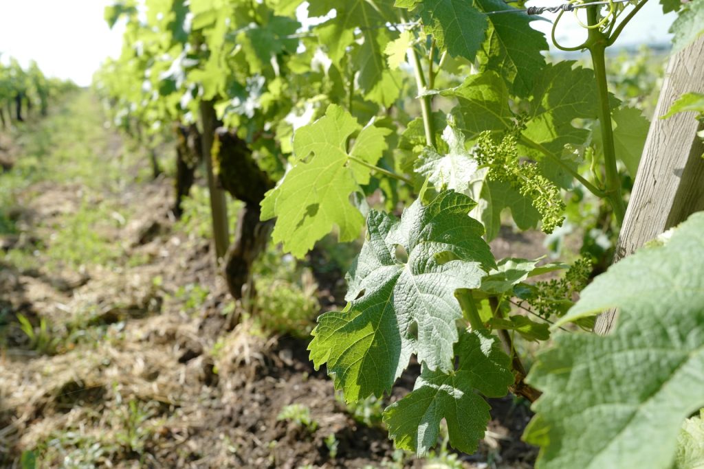 a bunch of green leaves hanging from a tree in champagne region