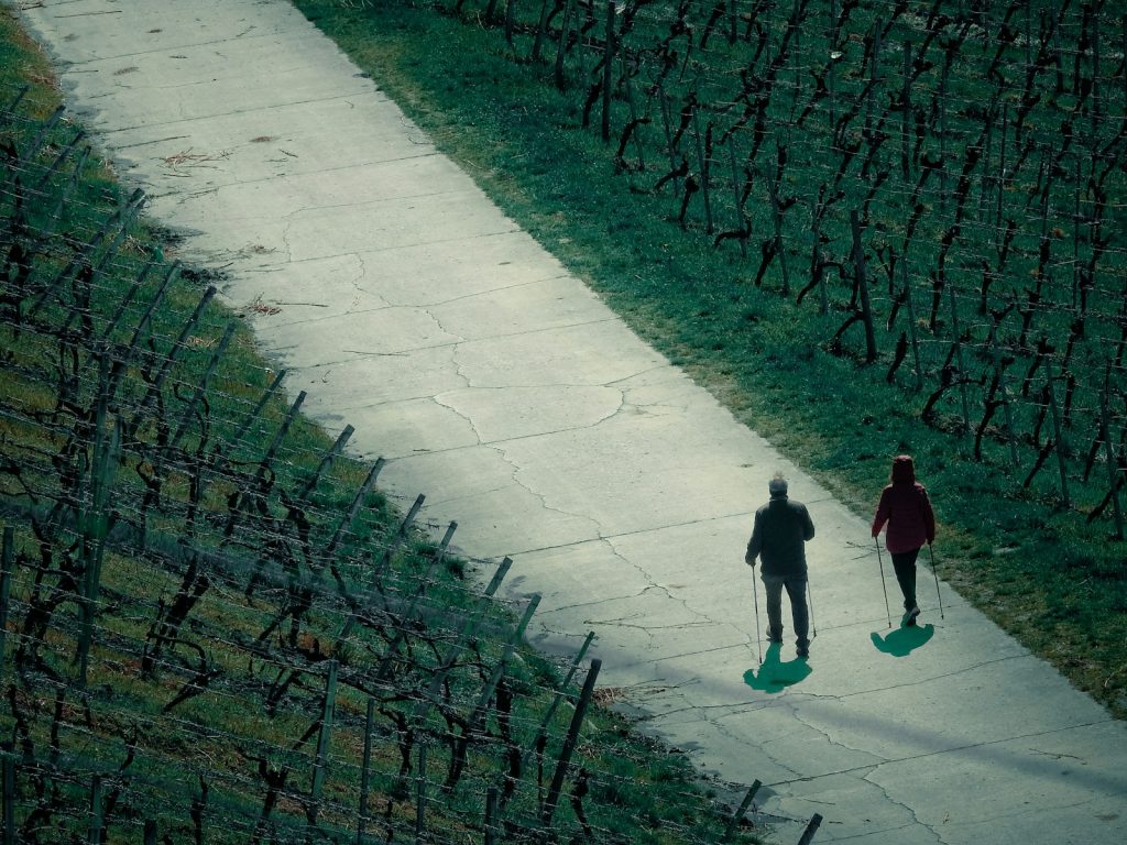 a couple of people walking down a path in a vineyard