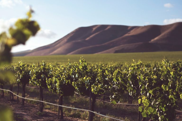 The Rioja Wine Region: A Complete Guide