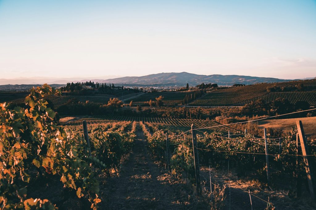 a view of a Tuscany vineyard with mountains in the background