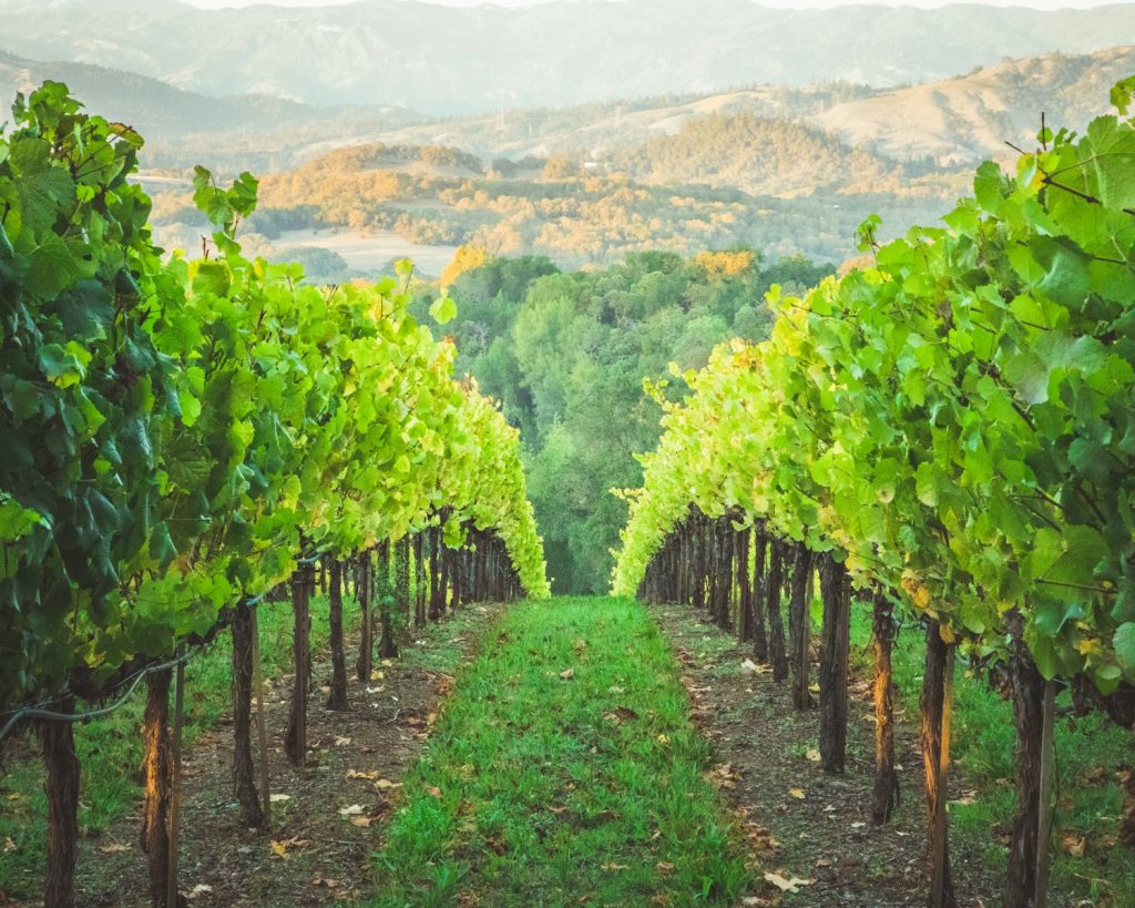 pathways in between grape vines at a vineyard